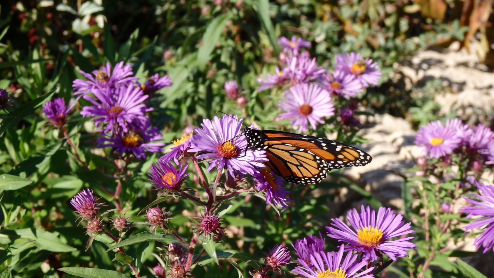Monarch on aster.JPG